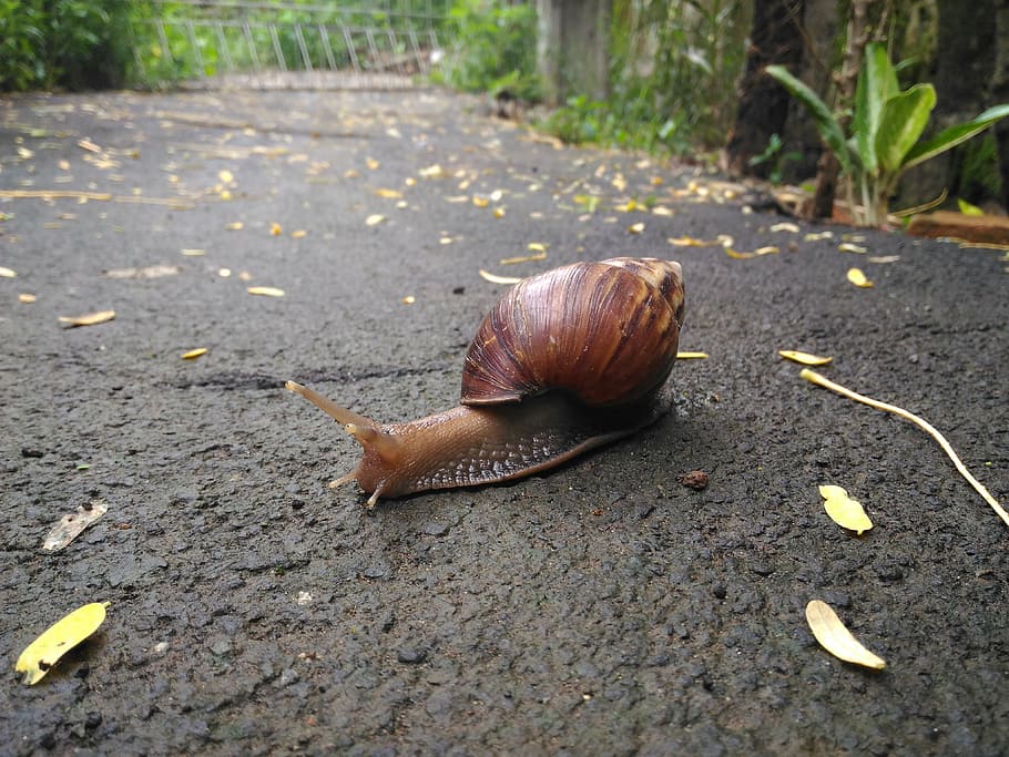 snail, road, own, animal, slimy, nature, slow, mollusk, gastropod HD wallpaper