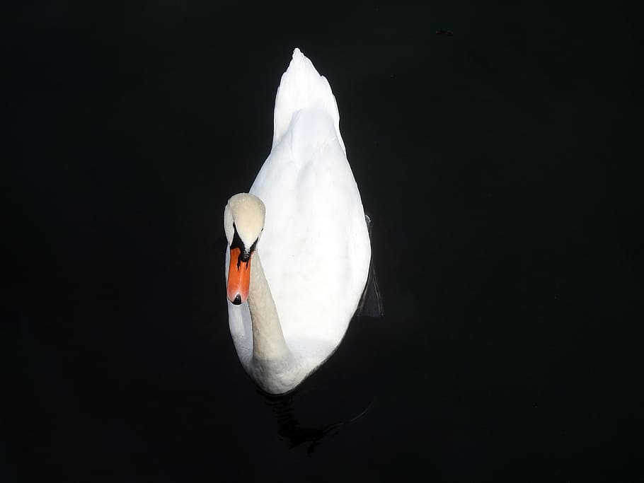 swan, water, white, animal themes, animals in the wild, bird HD wallpaper