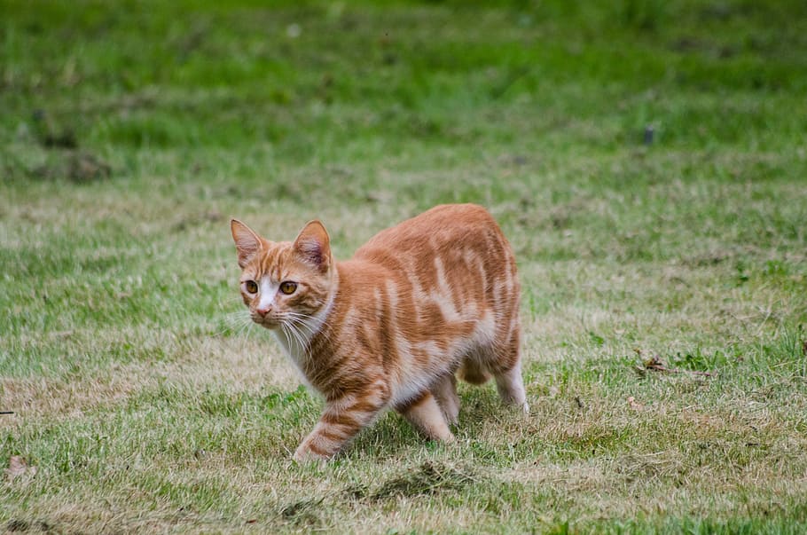 Cat, Grass, Pet, Animal, Domestic, red, green, feline, outdoor HD wallpaper