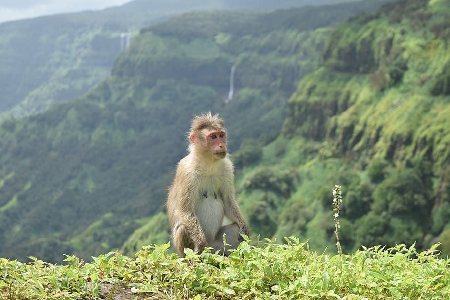 animal, monkey, wild, nature, jungle, bear, forest, wildlife HD wallpaper