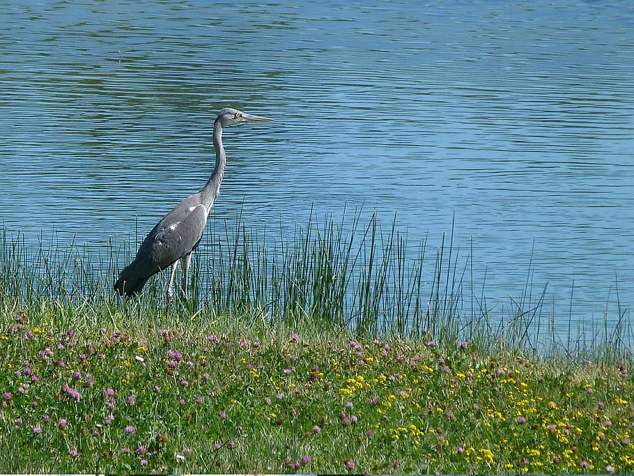 bird, migration, animals, water, pond, nature, animal wildlife HD wallpaper
