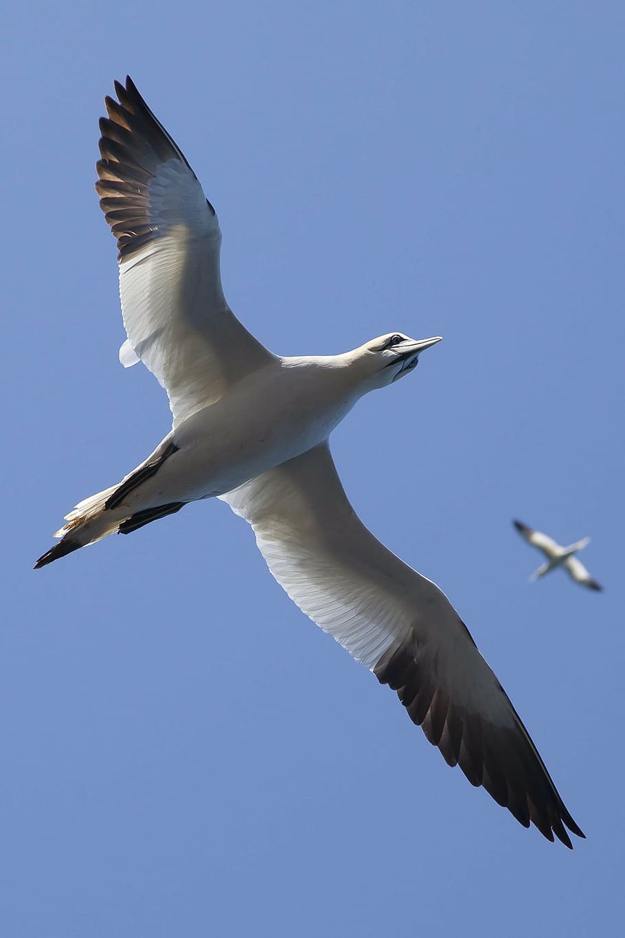 animals, birds, flight, flying, gulls, seagulls, sky, wings HD wallpaper