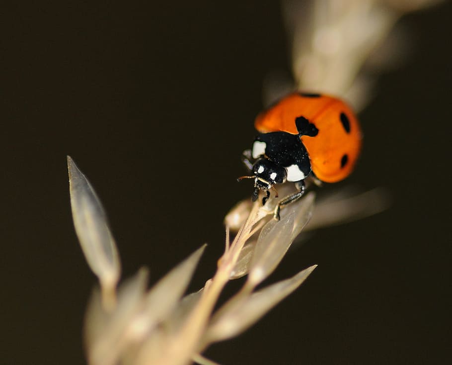ladybug, insect, macro, one animal, animal themes, animals in the wild HD wallpaper