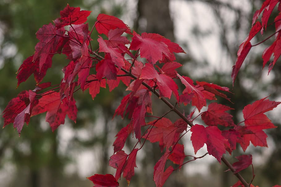 maple, leaves, maple leaves, nature, golden autumn, autumn leaves HD wallpaper