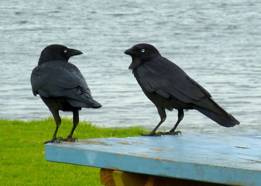 two black ravens on blue wooden table near body of water at daytime HD wallpaper