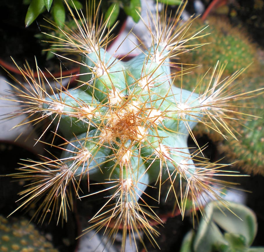 plant, fat, seven, thorns, growth, cactus, succulent plant HD wallpaper