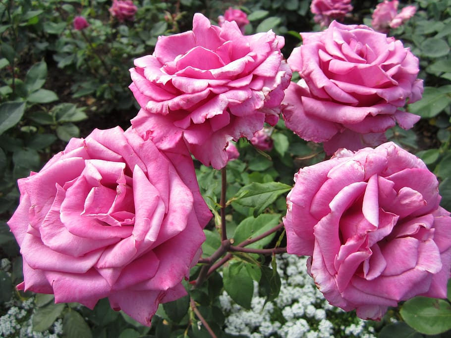 Flower, Rose, Pink, Butchart Gardens, british columbia, canada, HD wallpaper