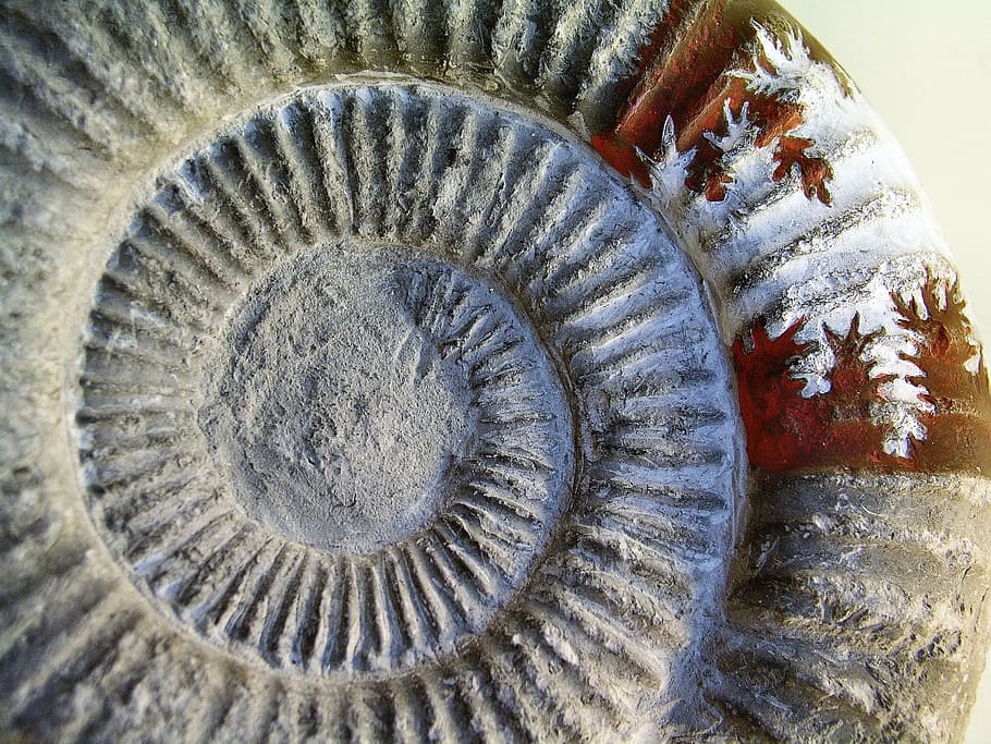 fossil, art, stone, pattern, spiral, close-up, no people, nature HD wallpaper