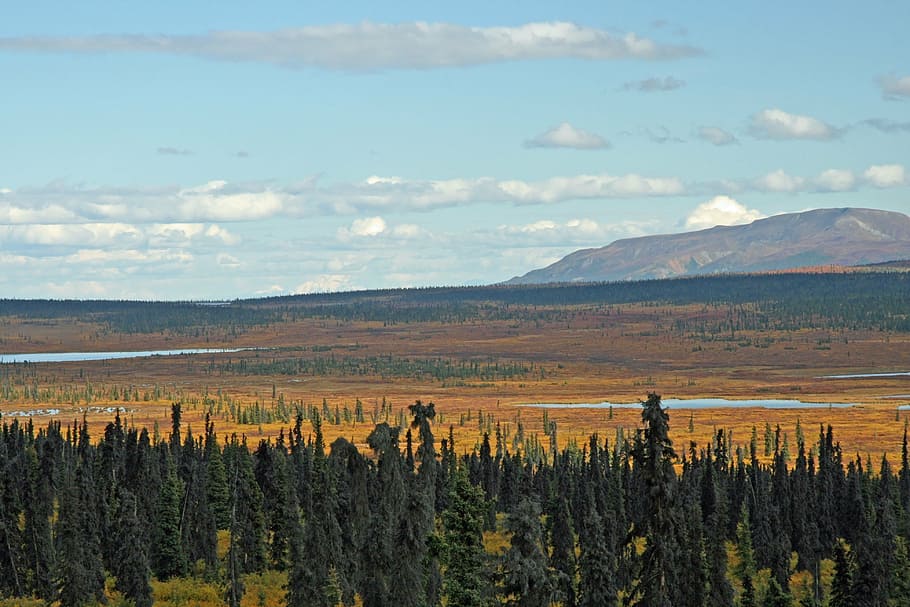 alaska, forest, mountain, mountains, wilderness, tundra, woods HD wallpaper