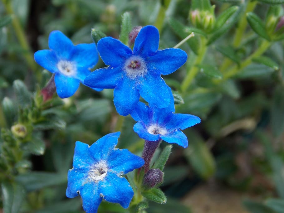 flower, blue, spring, close, nature, plant, flowering plant HD wallpaper