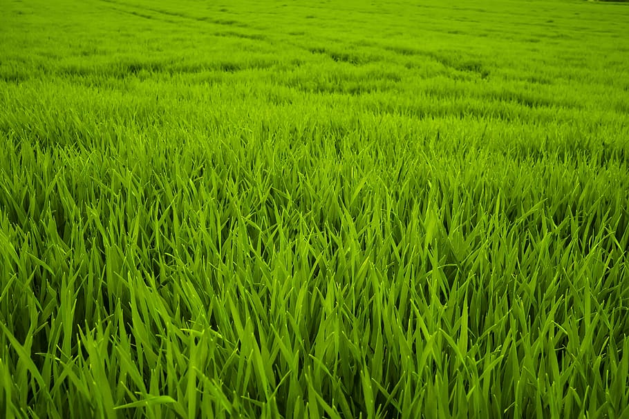 green grass field, meadow, juicy, frisch, nature, grasses, high grass, HD wallpaper