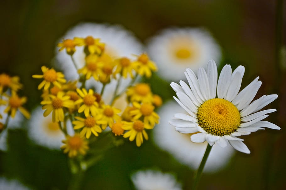 flower, flora, nature, summer, hayfield, daisy, outdoor, spring HD wallpaper