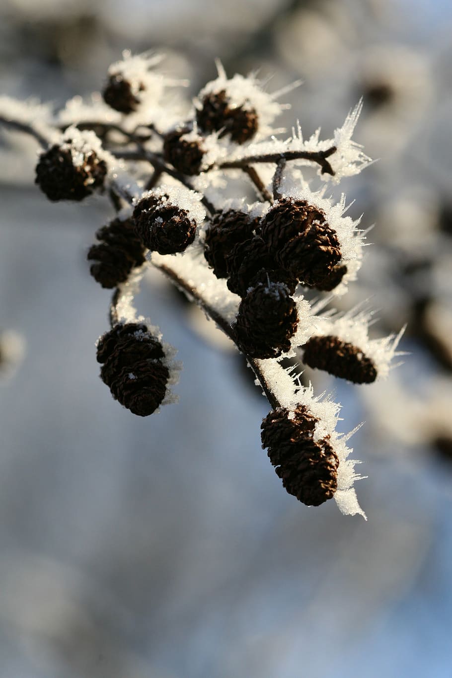 branch, snow, winter, nature, close-up, plant, macro, frost HD wallpaper