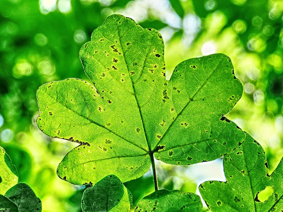 sunlight, leaf, tree, green, foliage, natural, leaves, landscape HD wallpaper
