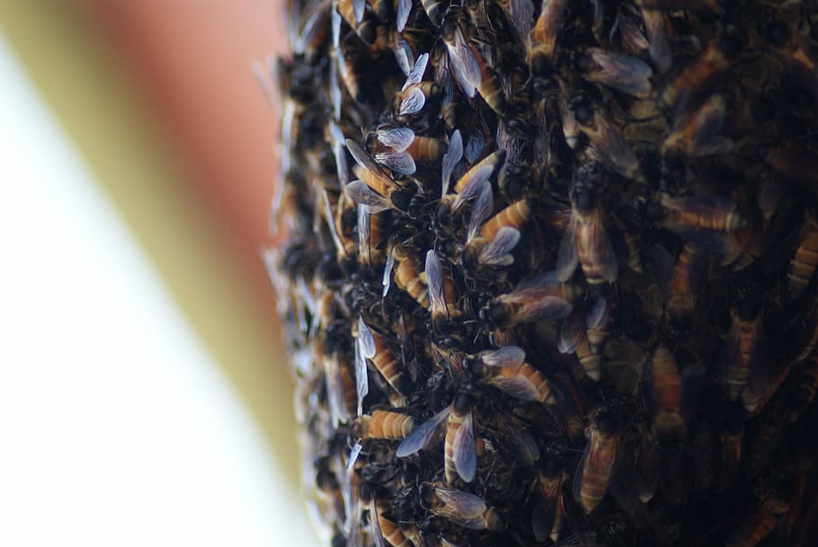Honey Bee, Beehive, Macro, large group of animals, insect, honeycomb HD wallpaper
