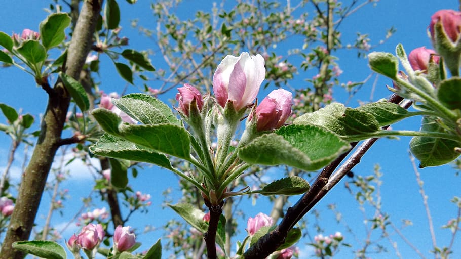 apple, blossom, bloom, spring, close, plant, flower, flowering plant HD wallpaper
