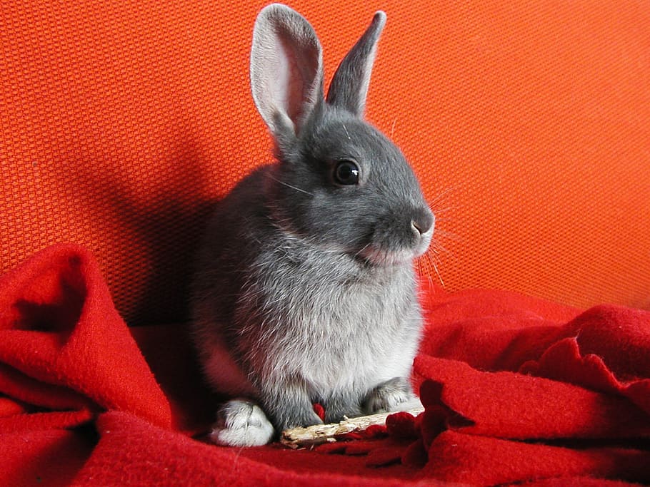 rabbit sitting on red textile, nature, bunny, plush, white HD wallpaper