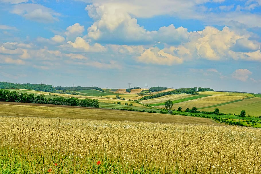 beige wheat field during daytime, nature, landscape, panorama HD wallpaper