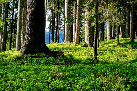 forest, forest floor, trees, sun exposure, green forest floor HD wallpaper