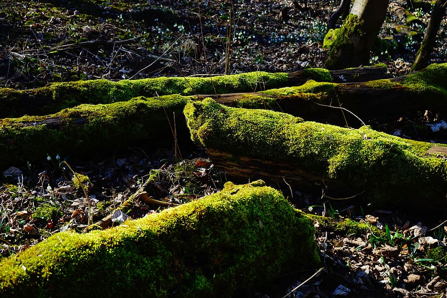 moss, forest, tree trunks, bemoost, green, tree stump, mystical HD wallpaper