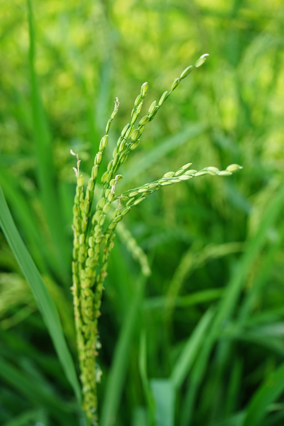 plant, macro, wheat, green color, growth, close-up, nature HD wallpaper