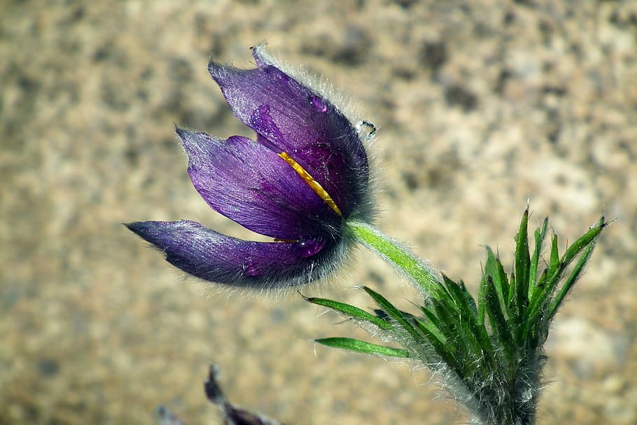 nature, flower, sasanka, spring, plant, closeup, purple, growth HD wallpaper