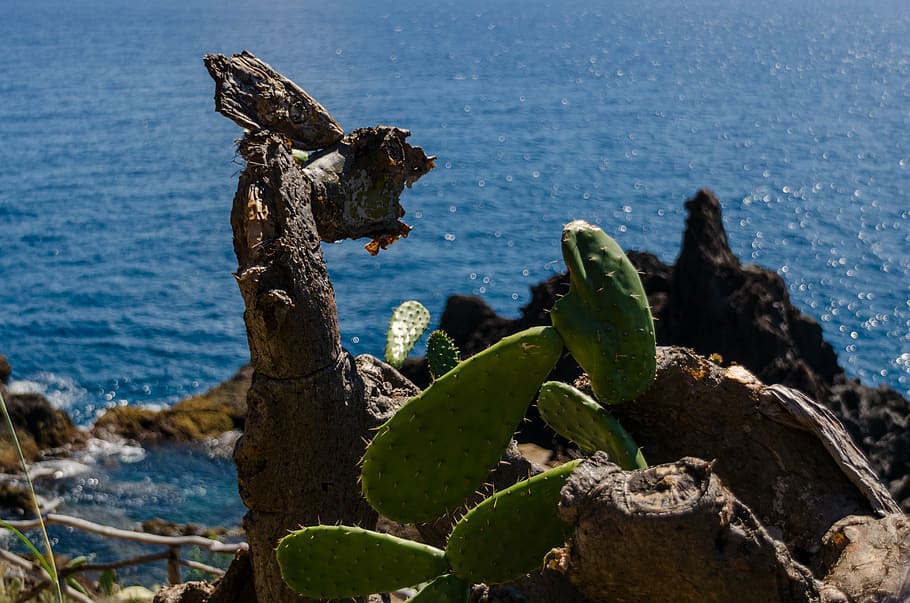 cactus, cliff, sea, atlantic, atlantic ocean, funchal, madeira HD wallpaper