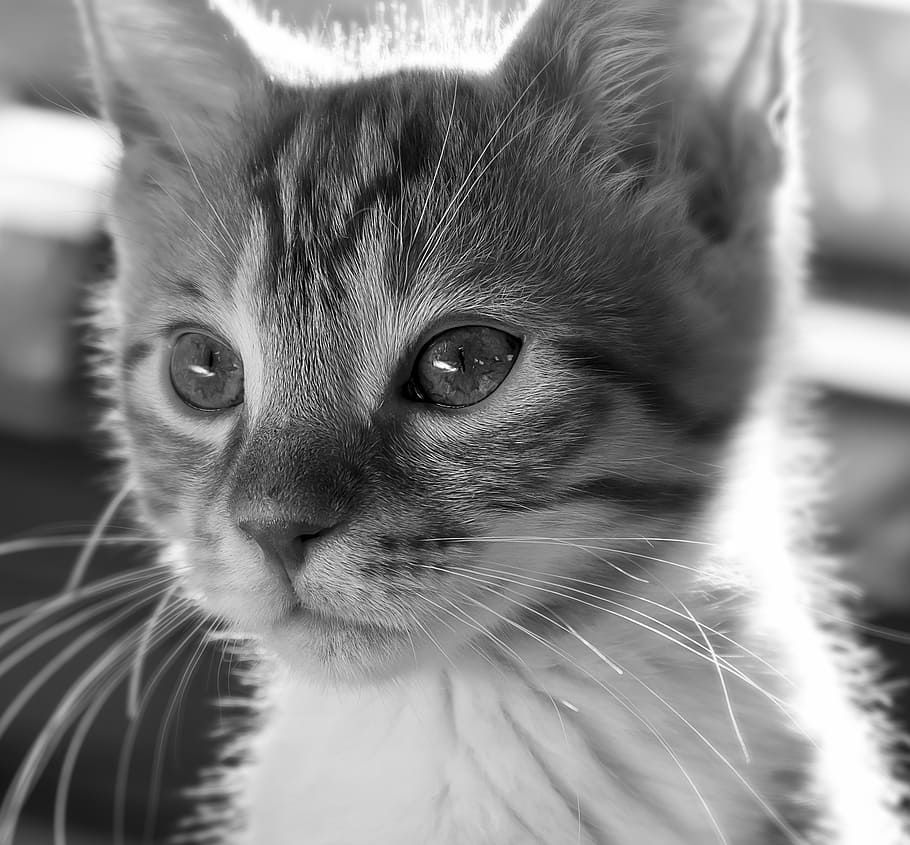 cat, kitten, cute, pet, domestic cat, animal, adidas, young animal HD wallpaper