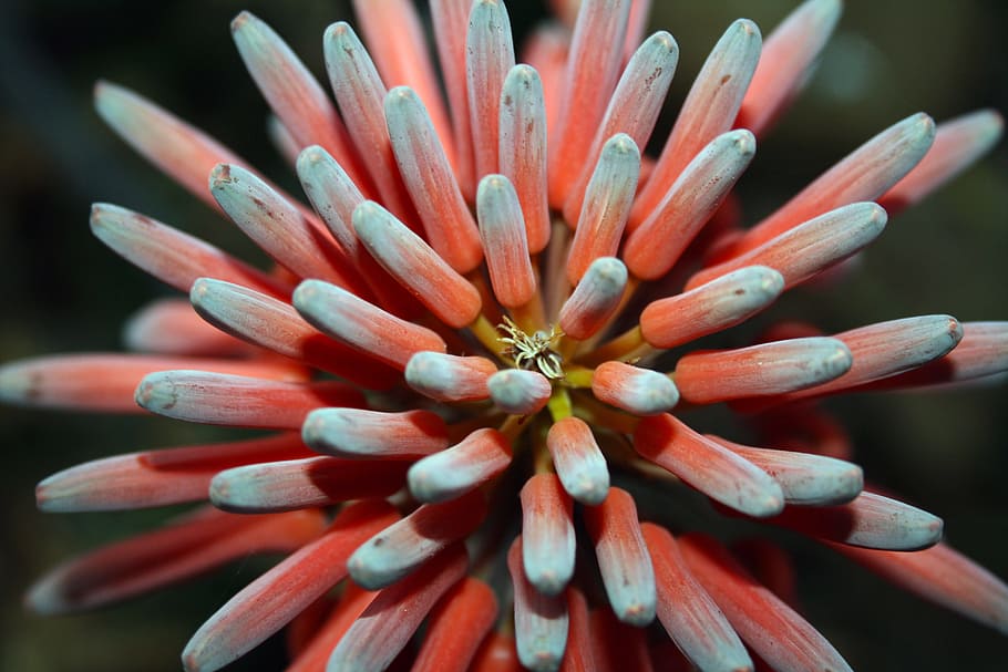 aloe, flower, nectar, nature, indigenous, plant, natural, garden HD wallpaper