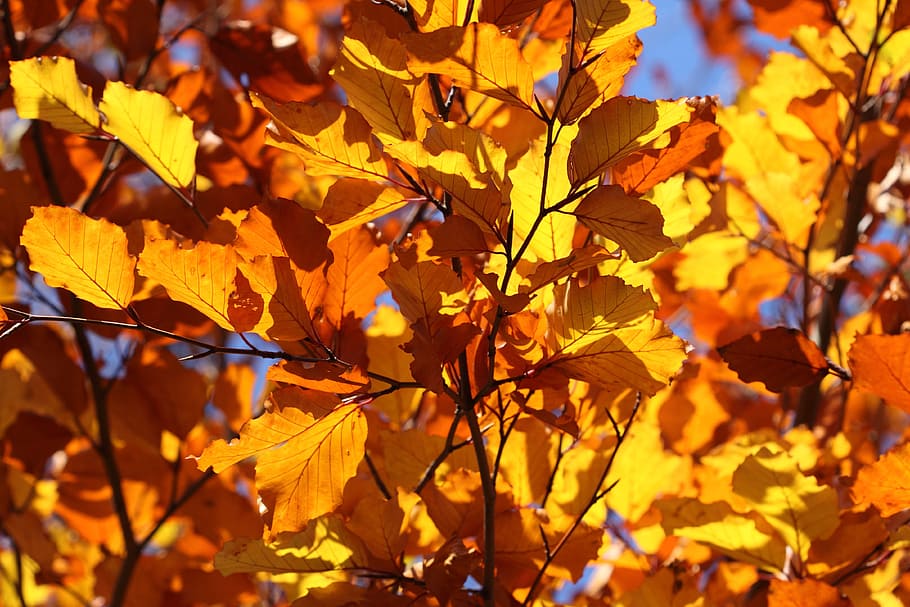 sunlight reflecting on orange leaves, leaf, yellow, autumn HD wallpaper