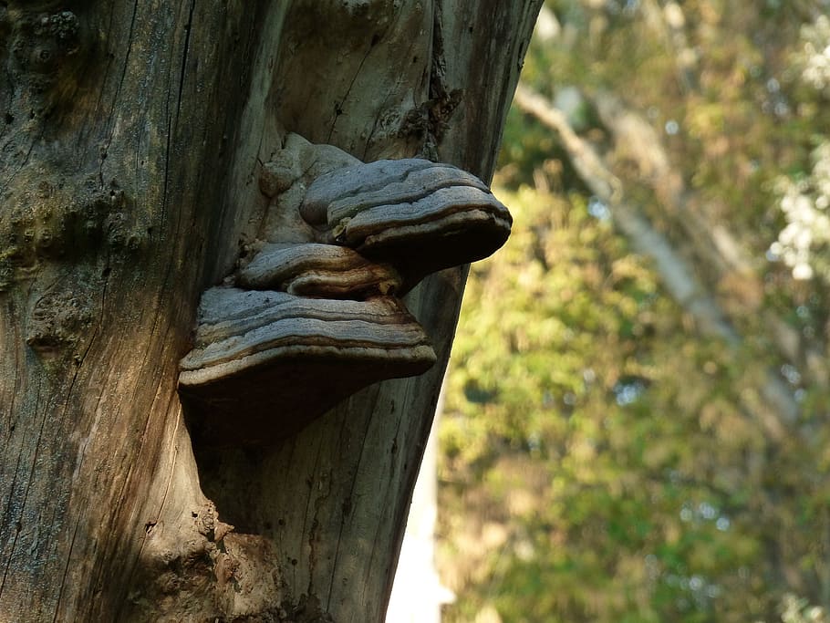 tree, bark, drevokazná, sponge, tree trunk, nature, forest HD wallpaper
