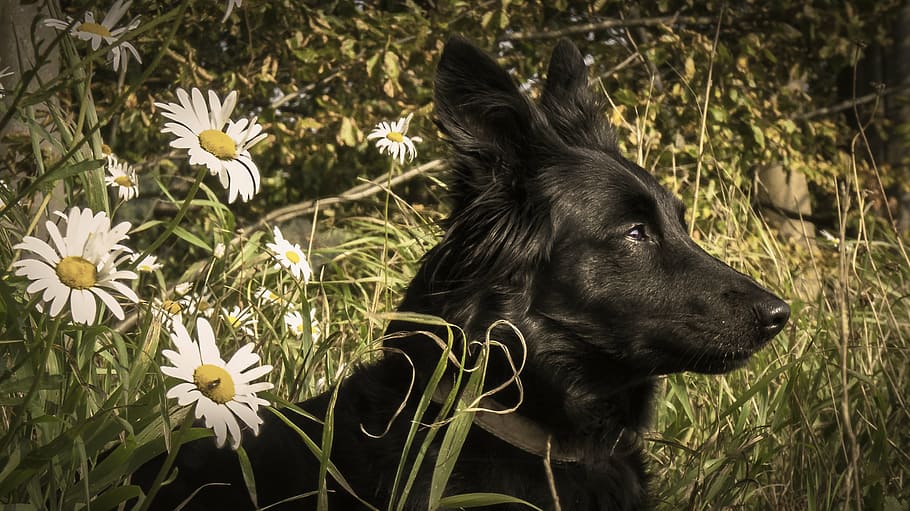 adult black German shepherd on green grass field during daytime HD wallpaper