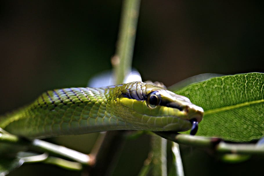 snake, green, green tree snake, scale, terrarium, dangerous HD wallpaper