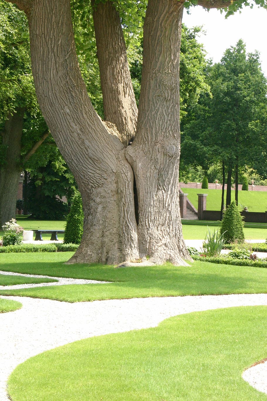 tree, landscape, nature, park - Man Made Space, outdoors, grass HD wallpaper