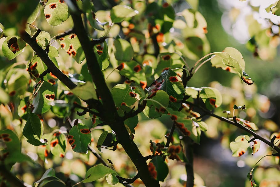 Close-ups of leaves on trees, closeup, green, branch, nature HD wallpaper
