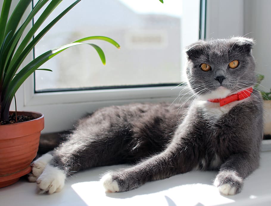 short-fur gray cat lying beside green leaf plant, british, on the windowsill, HD wallpaper