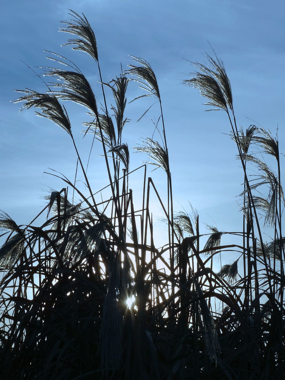 reed, back light, nature, sky, blue, plant, growth, no people HD wallpaper