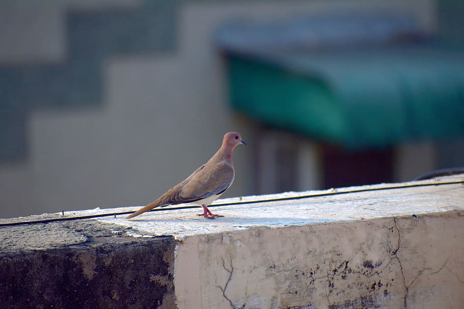 ring-necked dove, indian dove, bird, animal themes, animal wildlife HD wallpaper