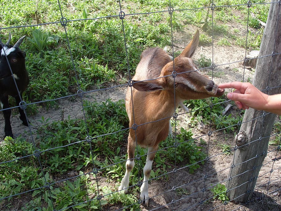 goat, animal, pets, mammal, animal themes, domestic animals HD wallpaper