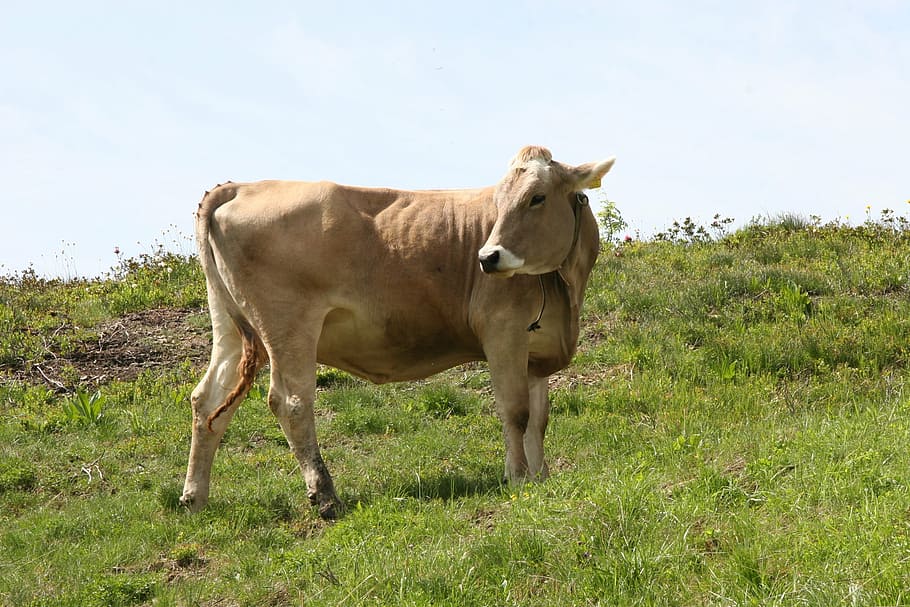 cow, review, cattle, beef, pasture, alpine, agriculture, grass HD wallpaper