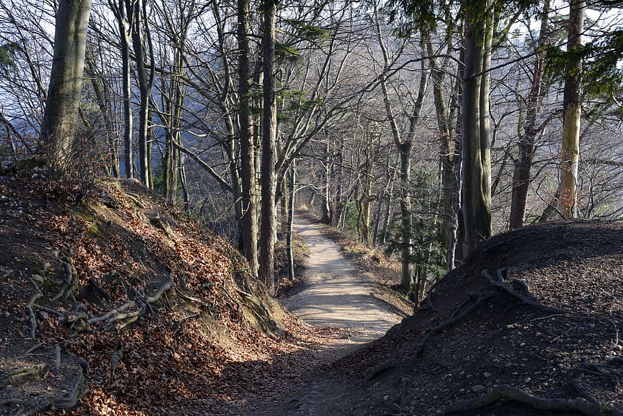 Away, Forest, Path, Nature, Trees, forest path, sunny, shadow HD wallpaper