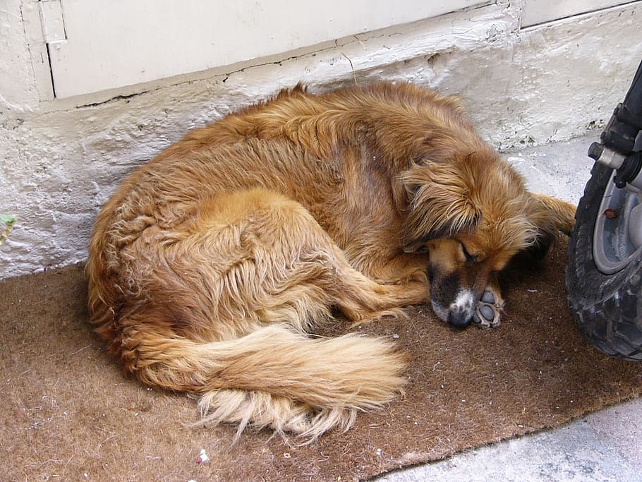 dog, siesta, sleep, pets, animal, mammal, animal themes, domestic HD wallpaper