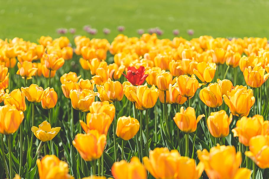 One Red Tulip Flower Surrounded by Yellow Tulips, colorful, flowers