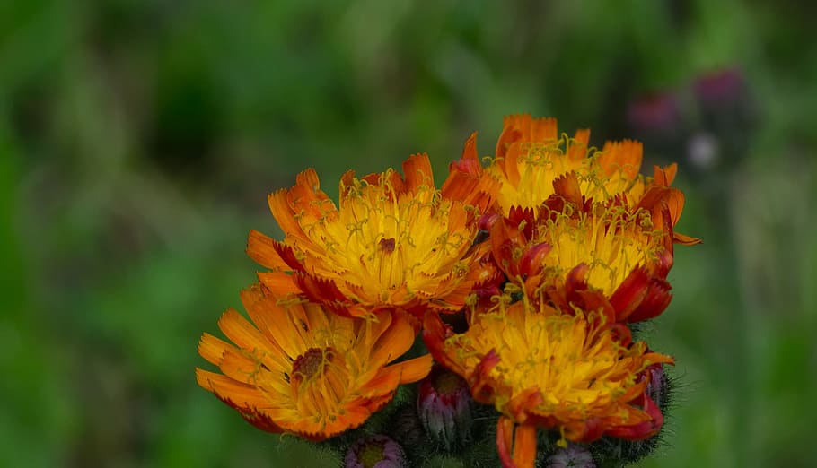 st john's wort, flower, blossom, bloom, plant, yellow, nature, HD wallpaper