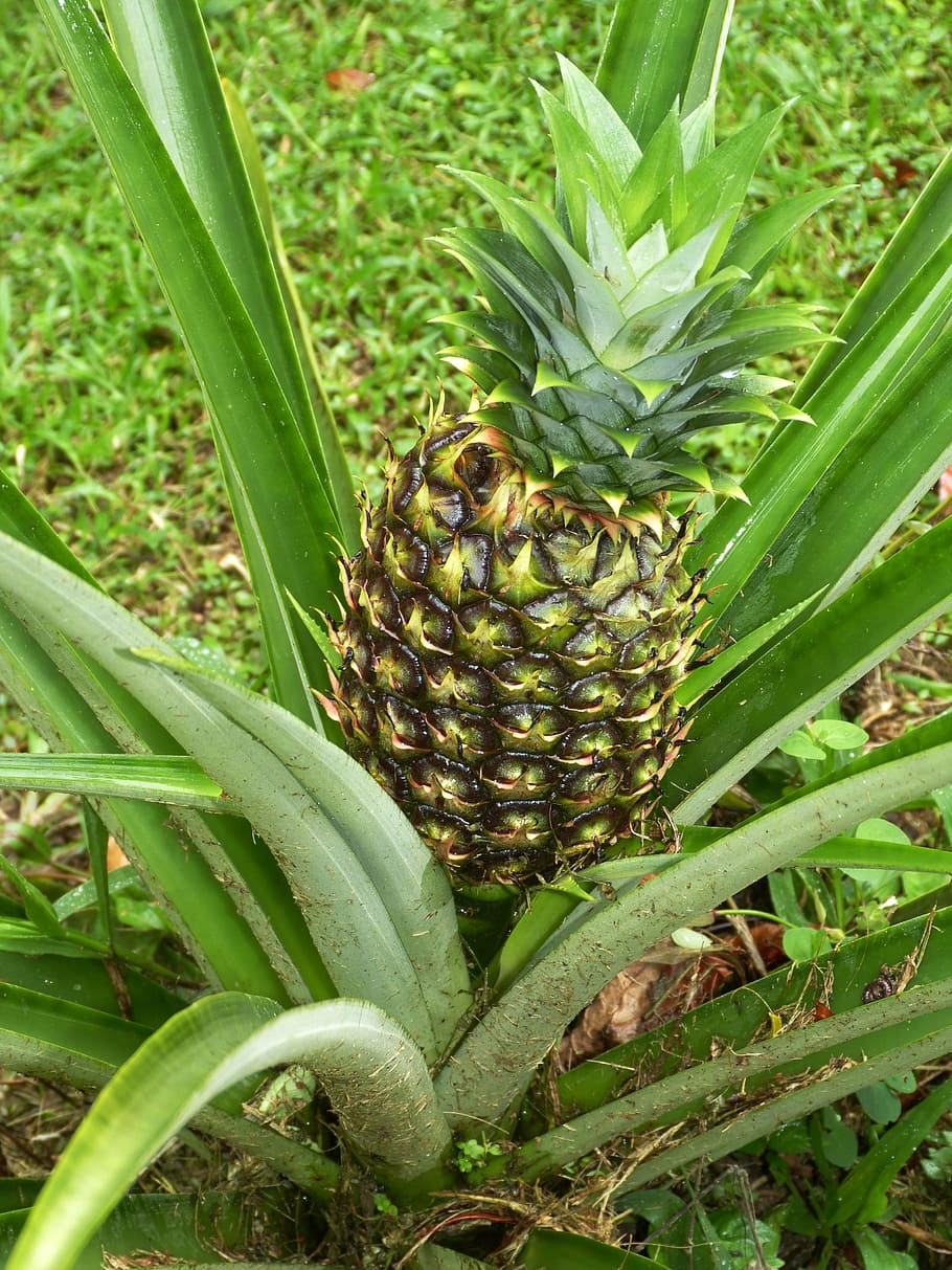 pineapple, fruits, sweet, exotic, plant, agriculture, costa rica, HD wallpaper