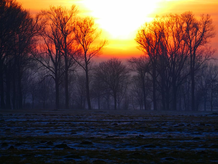 bare trees during golden hour, wintry, sunset, back light, hazy HD wallpaper