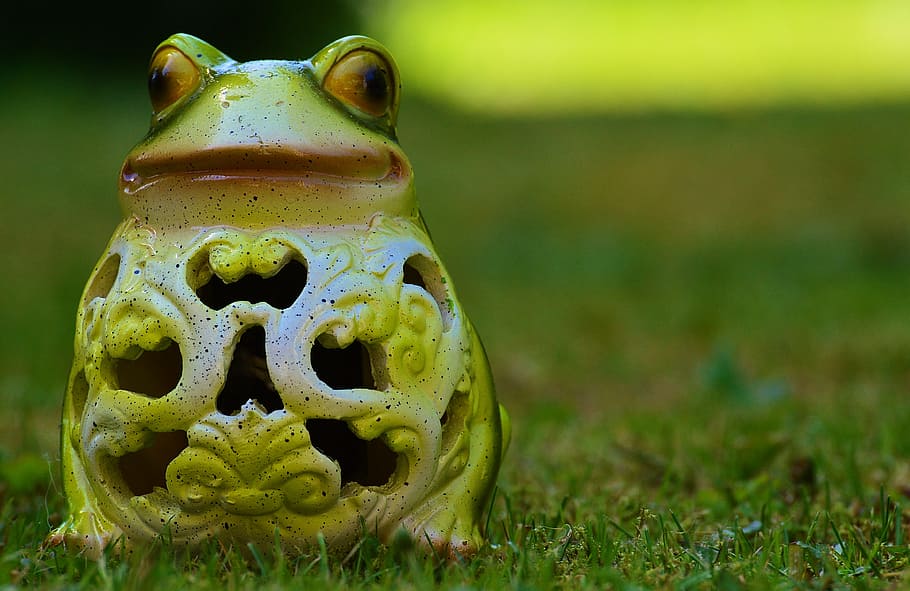 frog, meadow, funny, cute, solar, grass, plant, animal, focus on foreground HD wallpaper