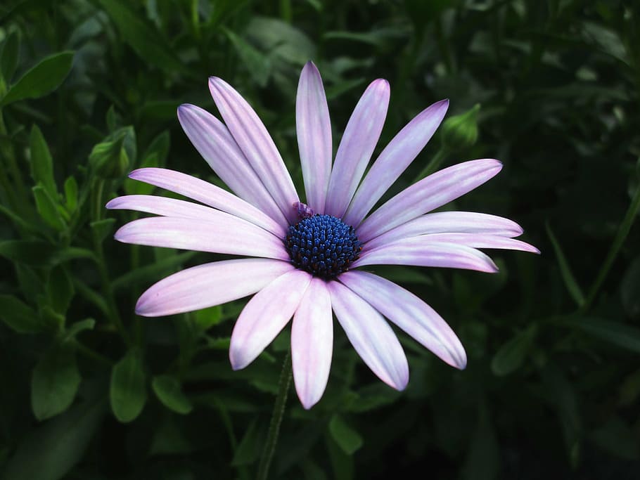 dimorphoteca ecklonis, dimoforteca, petals, daisy, nature, exotic flower HD wallpaper