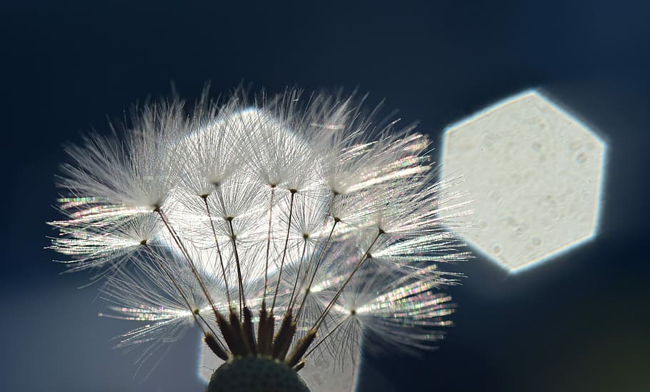 dandelion, back light, rays, sunlight, hell, close, macro, background HD wallpaper