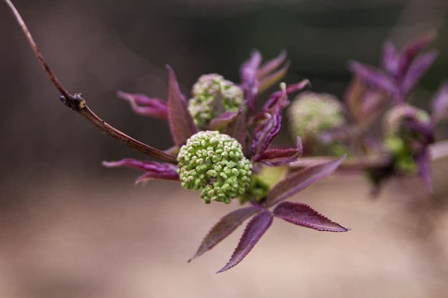 spring, flower, blossom, bloom, nature, plant, freshness, close-up HD wallpaper